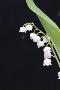 新NISAのクレカ積立で還元率が高い方法は？