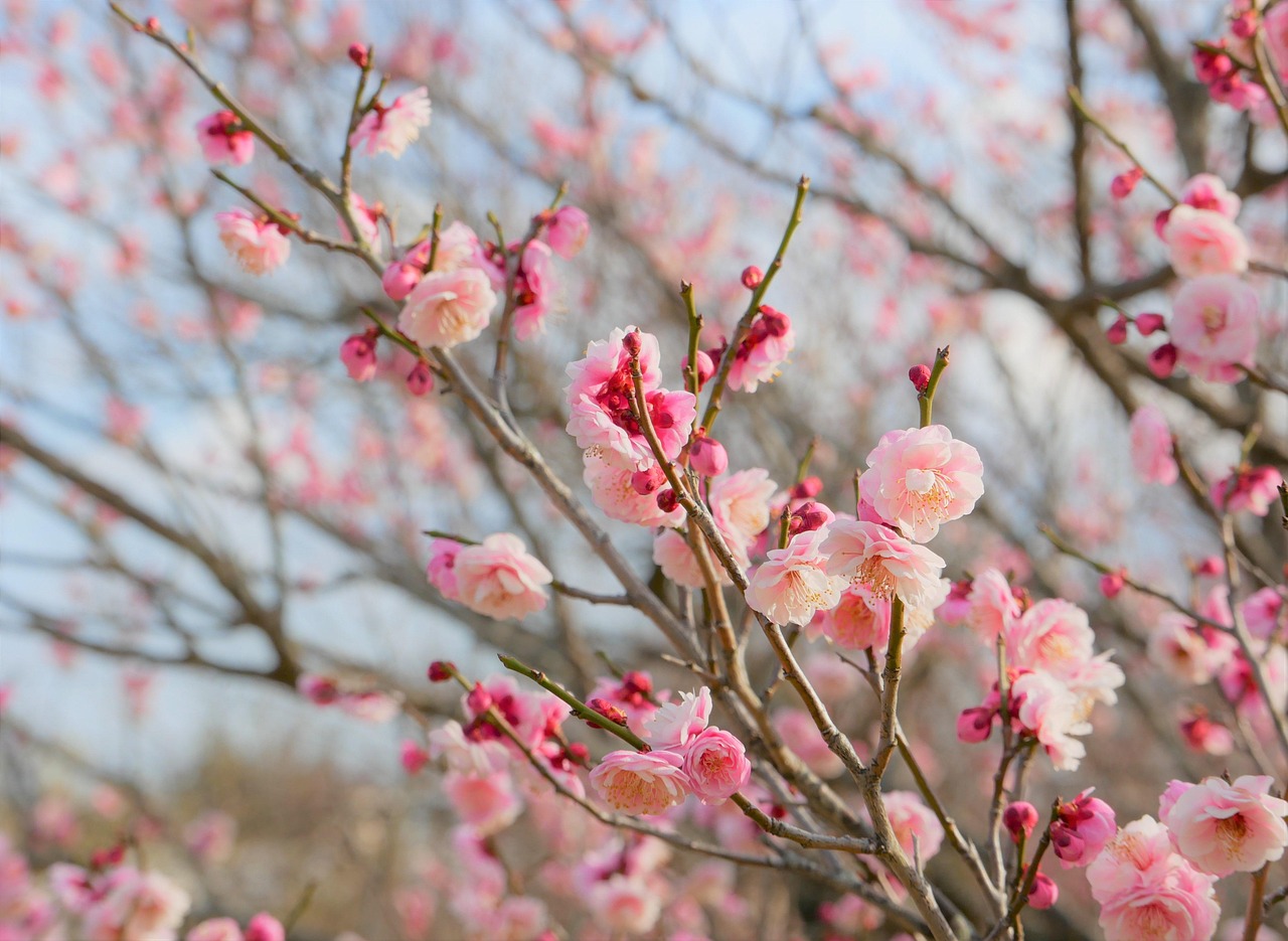 新NISAでIPOの取り扱いがありなしはどちらが得なの？