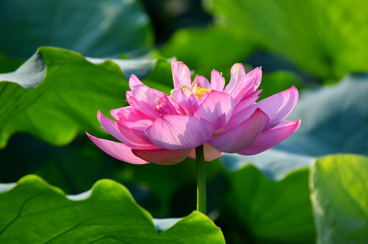 新NISAで二重口座がばれる場合の対処法は？