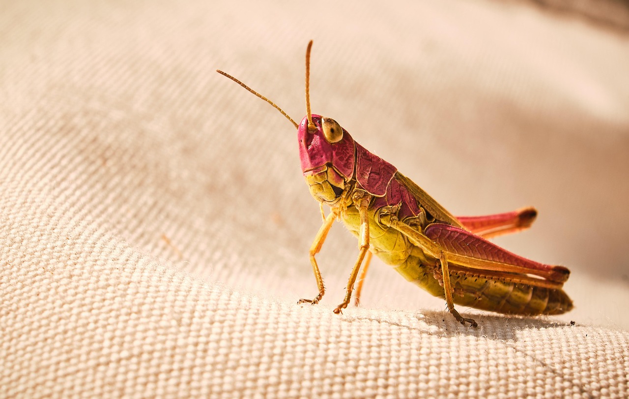 新NISAの積立はスキップできるか？