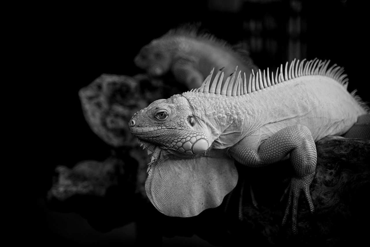 NISAで信託報酬が安い投資信託はどれですか？